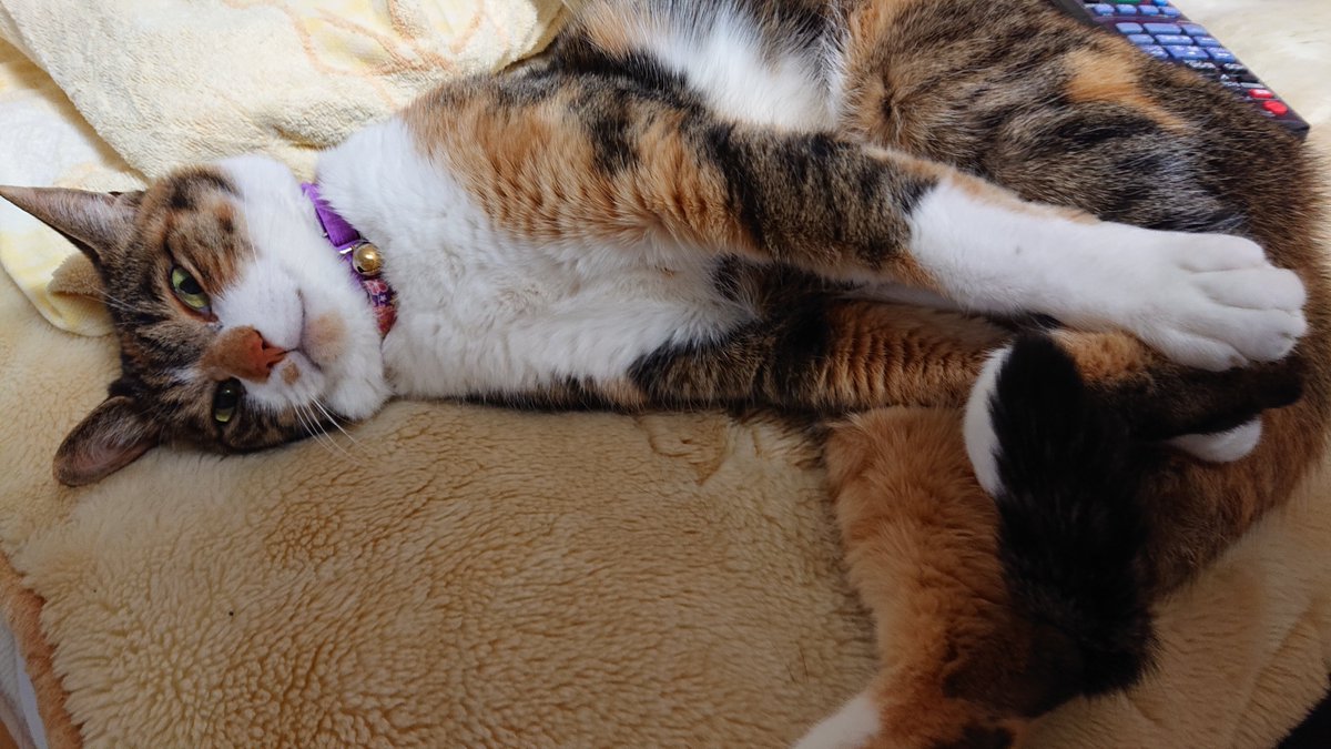 wxvpgja's tweet photo. アタチ、きもちゃん(=^・^=)♀
いやぁ〜ん
バカァ〜ん
と言うてみるﾆｬ https://t.co/bL3FnysjWL