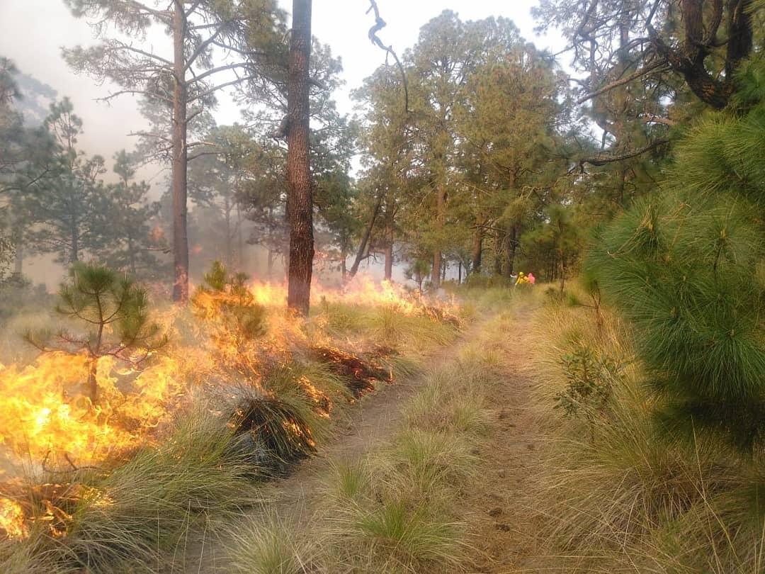 PoliciaSsc's tweet photo. 🚨Al Momento🚨La Policía de Montaña de la #SSCTLX trabaja en coordinación con personal de #CONAFOR y #CGE, para sofocar un incendio en el paraje conocido como "La Barranca" en el Parque Nacional "La Malinche"
#PorUnTlaxcalaSeguro
#ConstruimosJuntos2020
#Tlaxcala https://t.co/Atap221le7