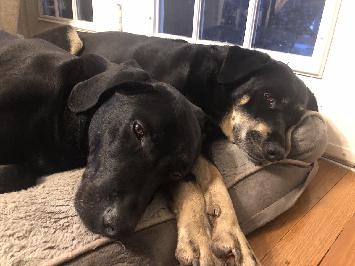 KelleyPeloquin's tweet photo. More pets for @CBSouthHS and @CBWestHS - today it’s the dogs!! Meet Georgia and Riggins! Our bonded rescue pups! #PetsOfCBSouth #PetsofCBWest https://t.co/7mrBoXiTdc
