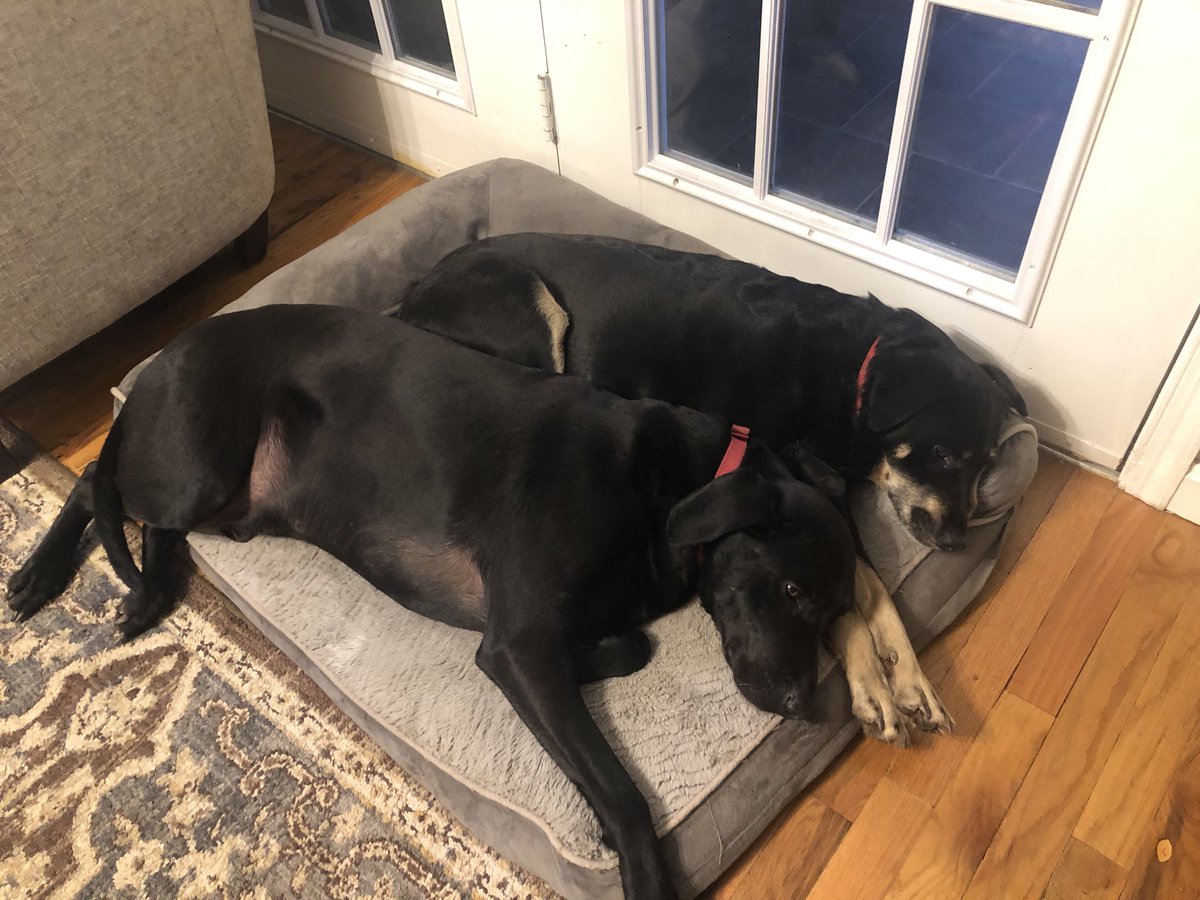 KelleyPeloquin's tweet photo. More pets for @CBSouthHS and @CBWestHS - today it’s the dogs!! Meet Georgia and Riggins! Our bonded rescue pups! #PetsOfCBSouth #PetsofCBWest https://t.co/7mrBoXiTdc