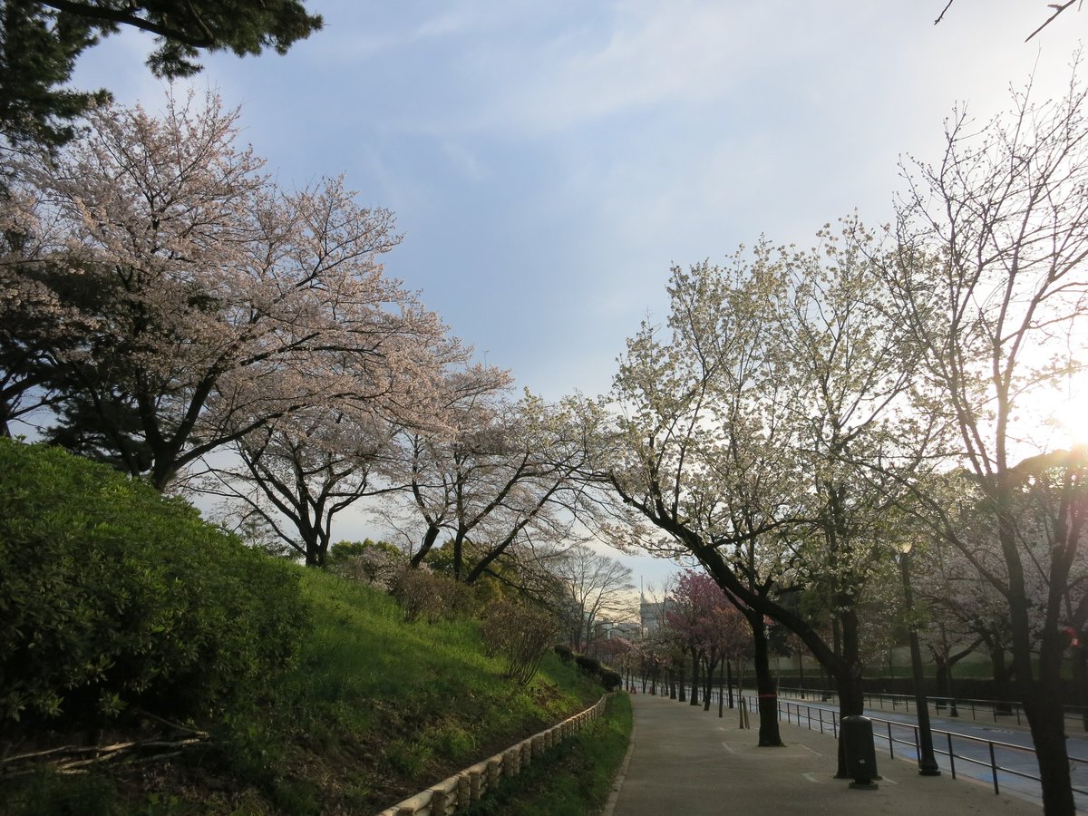 Vuivui U 代官町通り の 桜 です 日本武道館 や 北の丸公園 の南側の通りが代官町通りです ウォーキング サクラ