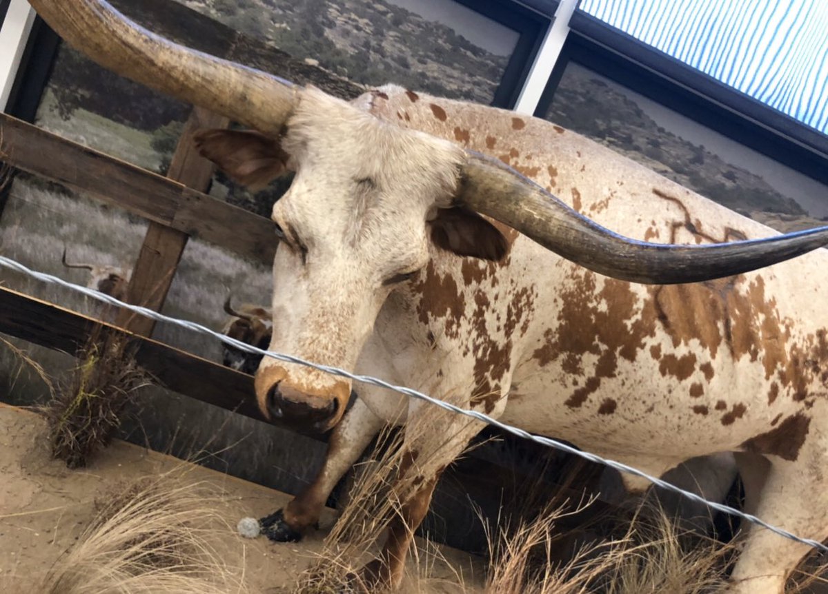 ncwhm's tweet photo. Did you know that some Longhorns can jump fences up to six feet high? Spent a lot of time talking to this fella lately. Great listener. #HashtagTheCowboy Thanks, Tim https://t.co/m3BtFI9Six