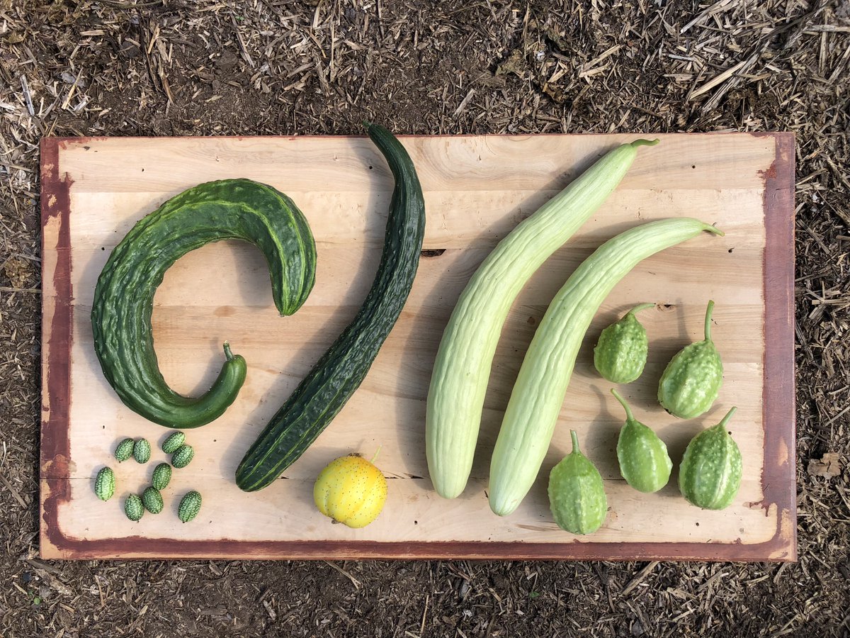 A6: I love to grow unusual and global veggies and varieties which became the topic of my 3rd book, Veggie Garden Remix. It’s great fun to experiment in the garden and try new flavours. From heirloom tomatoes to burr gherkins! Grow something new this year #GardenAuthors
