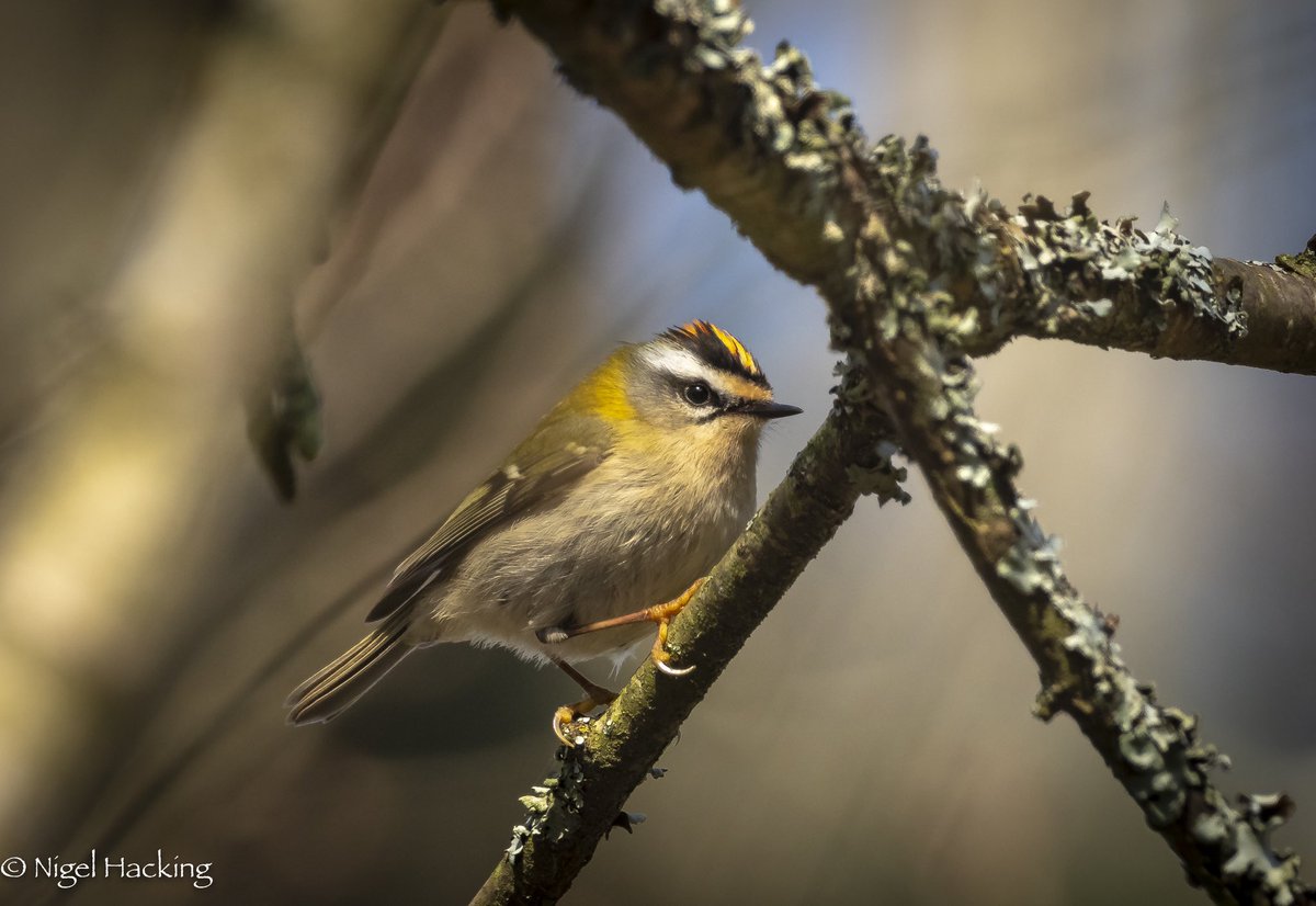 nigelhacking's tweet image. My New Forest garden list now 27 sp over last 3 d with 10-15 Siskins daily and both ‘Crests’, Fire on Monday and Gold on Tuesday