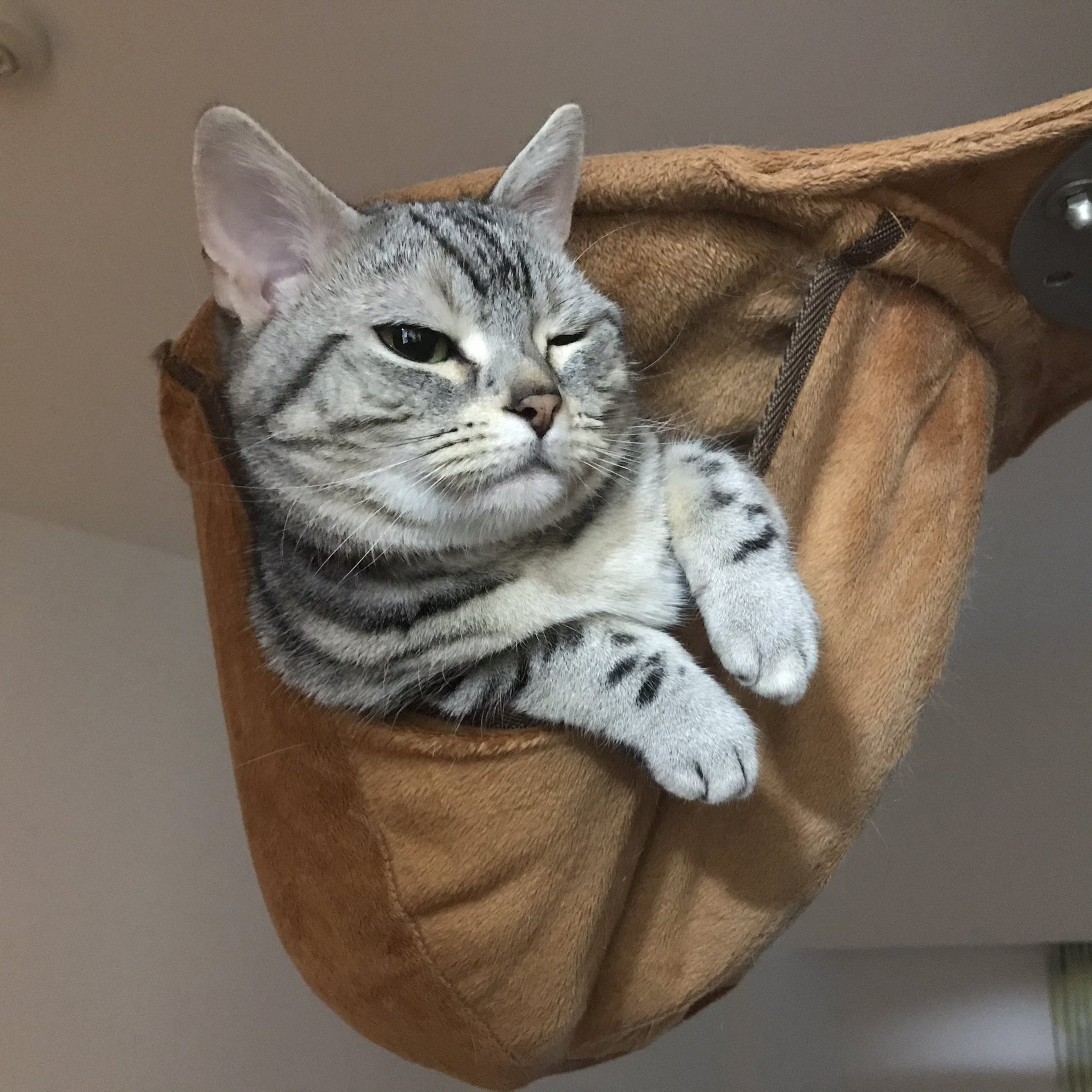 تويتر ありがひとし Arigahitoshi على تويتر 朝ねこ 猫ウインク T Co Riohyybk96