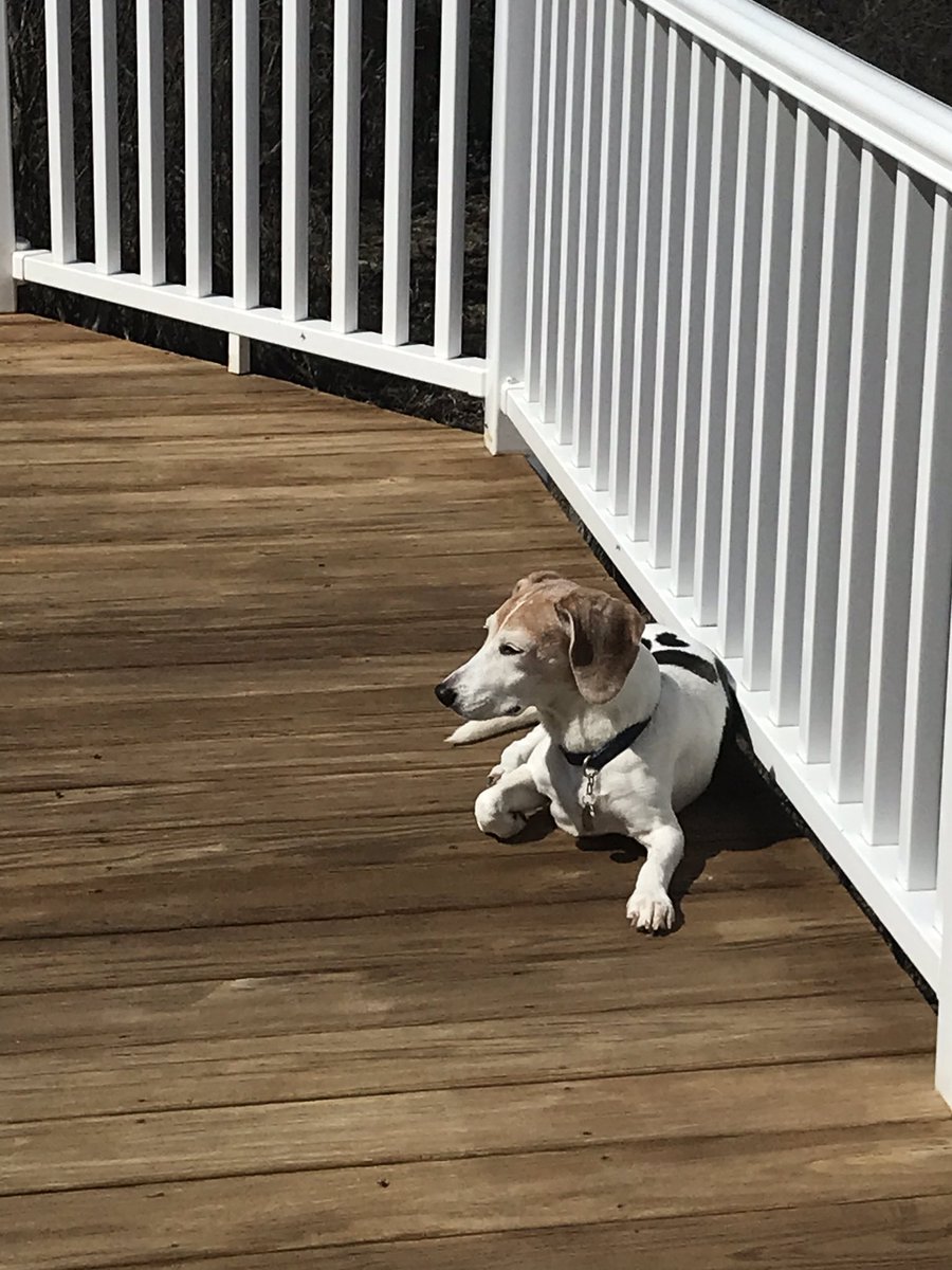 HamiltopiaC17's tweet photo. Would rather be with the mathies in  Hamiltopia... until then will enjoy the sunshine with Brownie. #hamiltopia #missyall https://t.co/CxY0YEJLh3