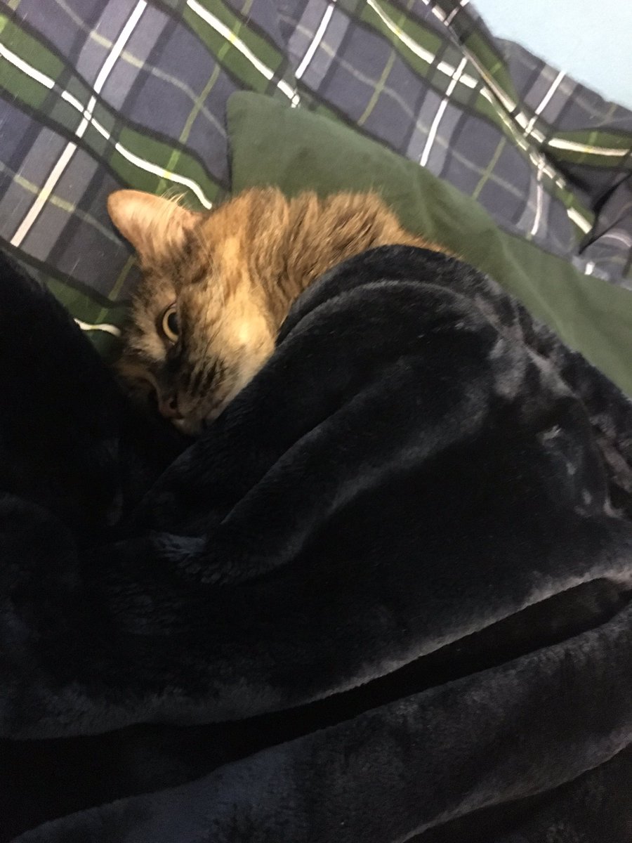 DingusKhanXI's tweet photo. I love my cat, that’s it that’s the whole tweet ima pin it https://t.co/EfYDdoDjWW