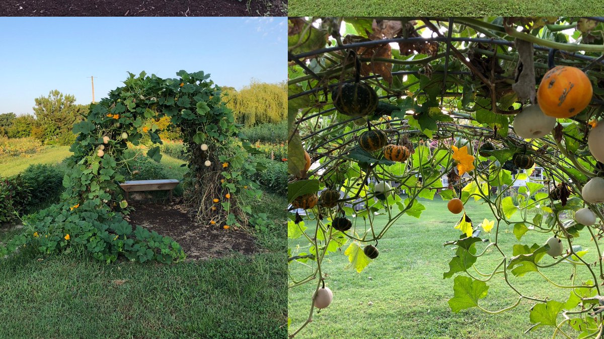 9: I have expanded our garden tunnel this year to grow even more climbing plants. Gourds have become a favorite. I can’t wait to grow these little guys that are so great for fall decorations. Checkout the video to build one: bit.ly/GardenTunnel #GardenAuthors