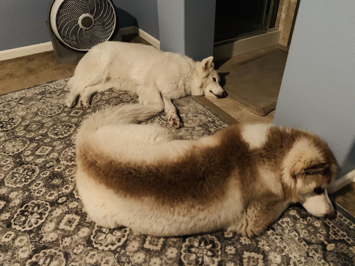 DaVinciValentno's tweet photo. Happy 7 month birthday my little sweetheart. Mommy loves you more than anything! π
On Instagram @
DaVinci.Valentino
#Malamutes #BigDogs #AlaskanMalamutes #NorthernBreed #PackLife
#AnimalLover #NorthernBreeds
#SnowBreed #SnowBreeds
#Floof #AlaskanMalamute
#Malamutes #HugeDogs https://t.co/ar3fBYwoU4