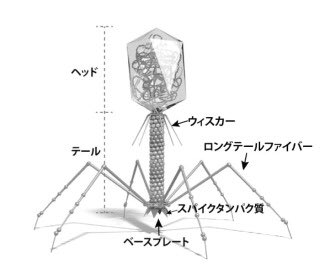 ウイルスは不思議だねぇ
生物なのか無生物なのか… 