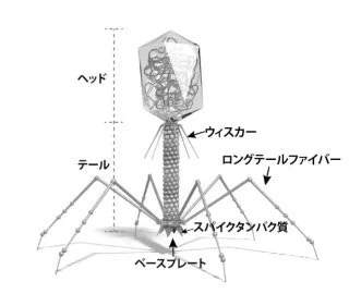 ウイルスは不思議だねぇ
生物なのか無生物なのか… 