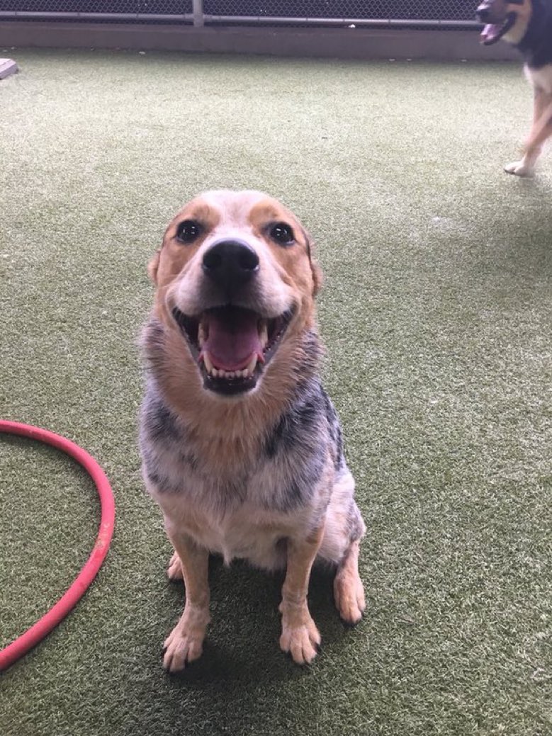 dog_rates's tweet image. This is Mac. Sometimes he misplaces his ears. Always finds them though. 13/10