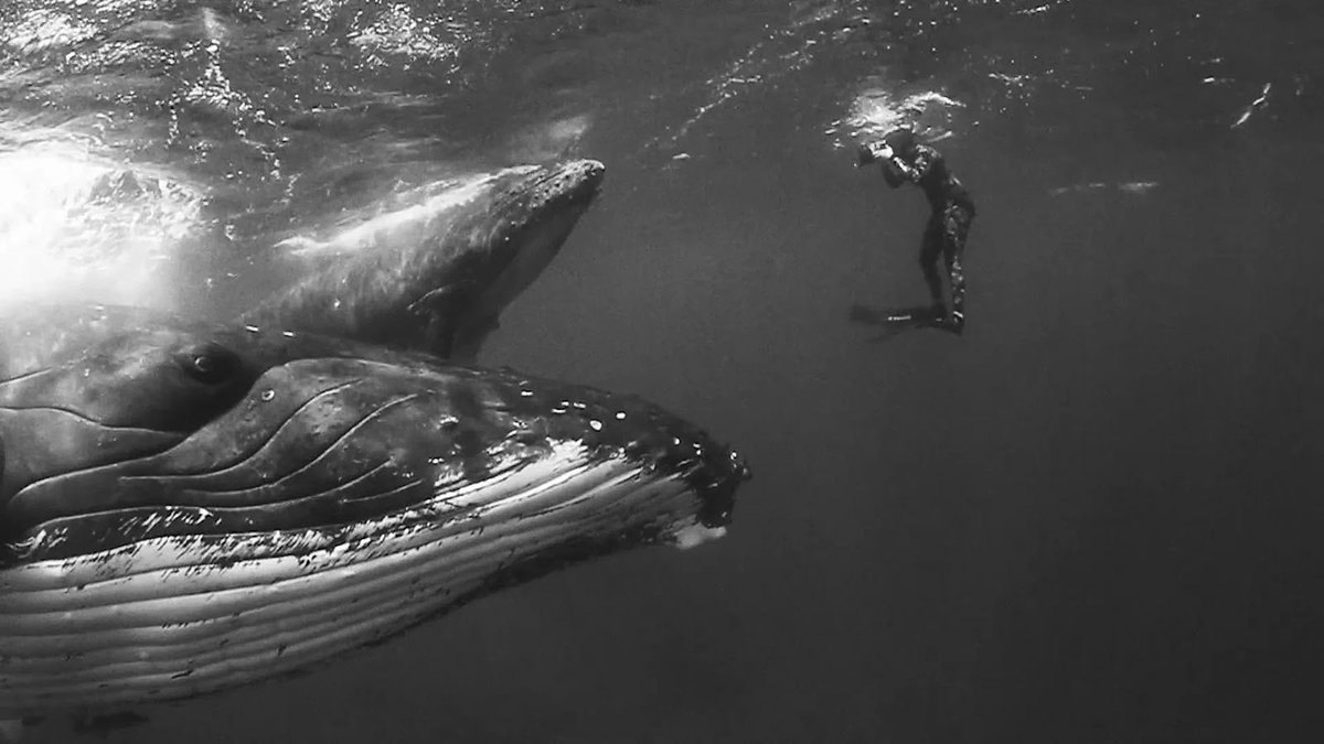 life is pretty strange for everyone rn

but can we just take a second to appreciate how fucking incredible humpback whales are? 🐋