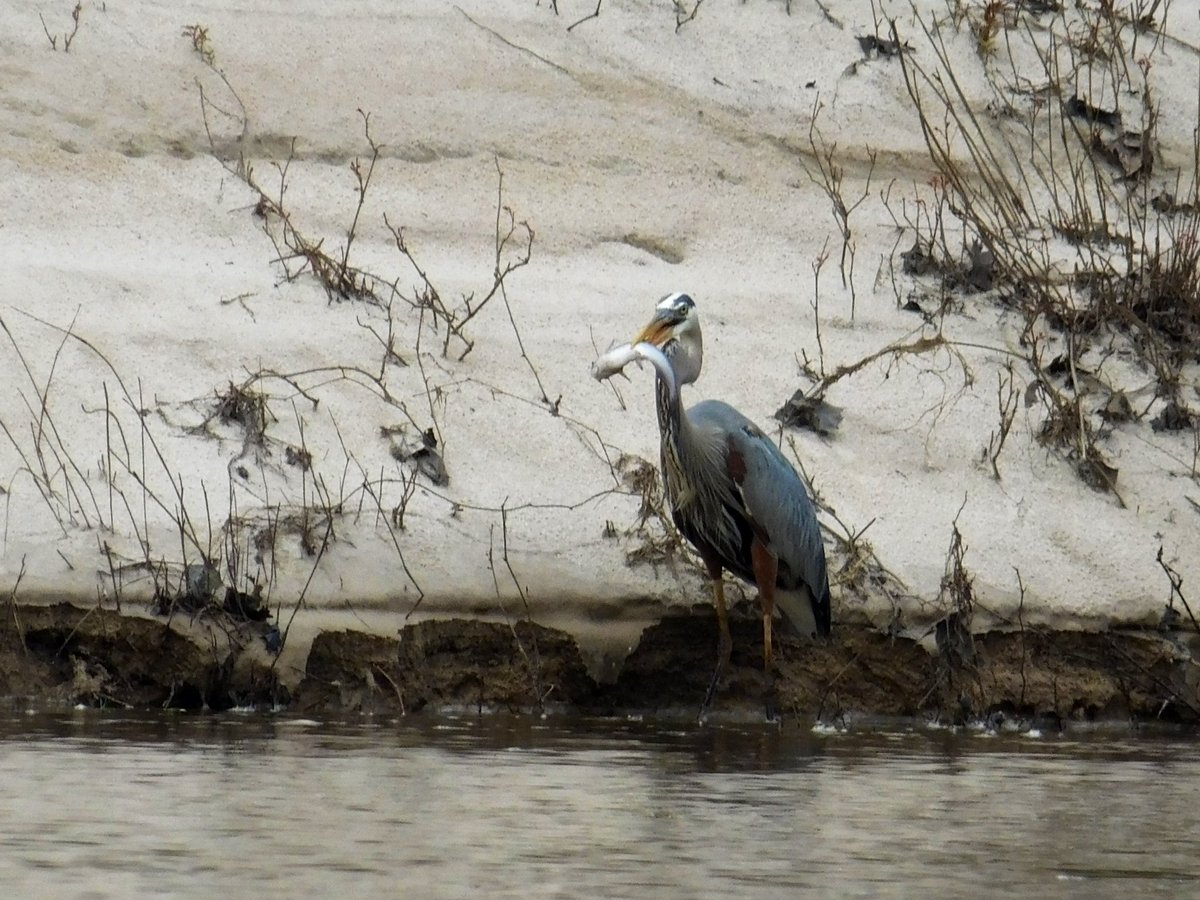 Great Blue Heron having breakfast at the sandbar.