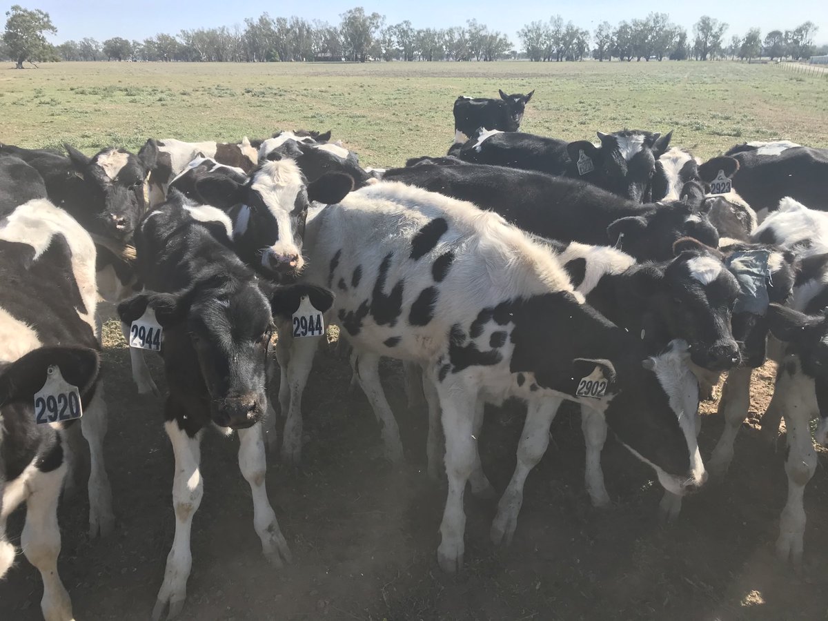 LMKBenMathews's tweet photo. Soil testing with a audience https://t.co/9EHTpaZS75