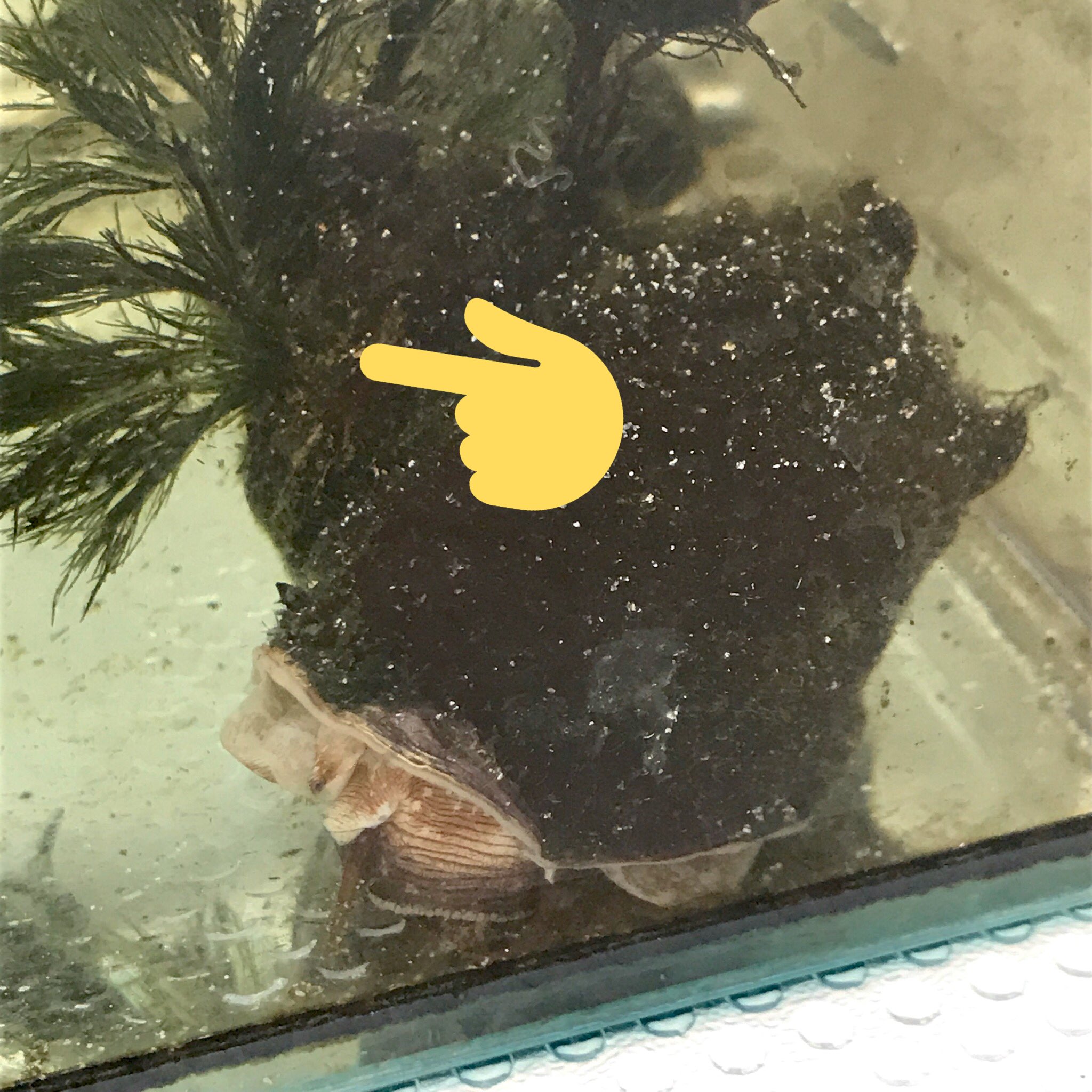Ume 生物部 うちのサザエ さん 殻に緑の藻が生えて 面白いから放置してたらあまりにボーボーになったので先日伐採 そしたら今度は紅藻 が生えてきた 13年から飼い始め その間ずっと人工 海水 餌はほぼ乾燥ワカメ 不思議 Ume 生物部 うちのサザエ さん 殻に緑の藻が生えて 面白いから放置してたらあまりにボーボーになったので先日伐採 そしたら今度は紅藻 が生えてきた 13年から飼い始め その間ずっと人工 海水 餌はほぼ乾燥ワカメ 不思議