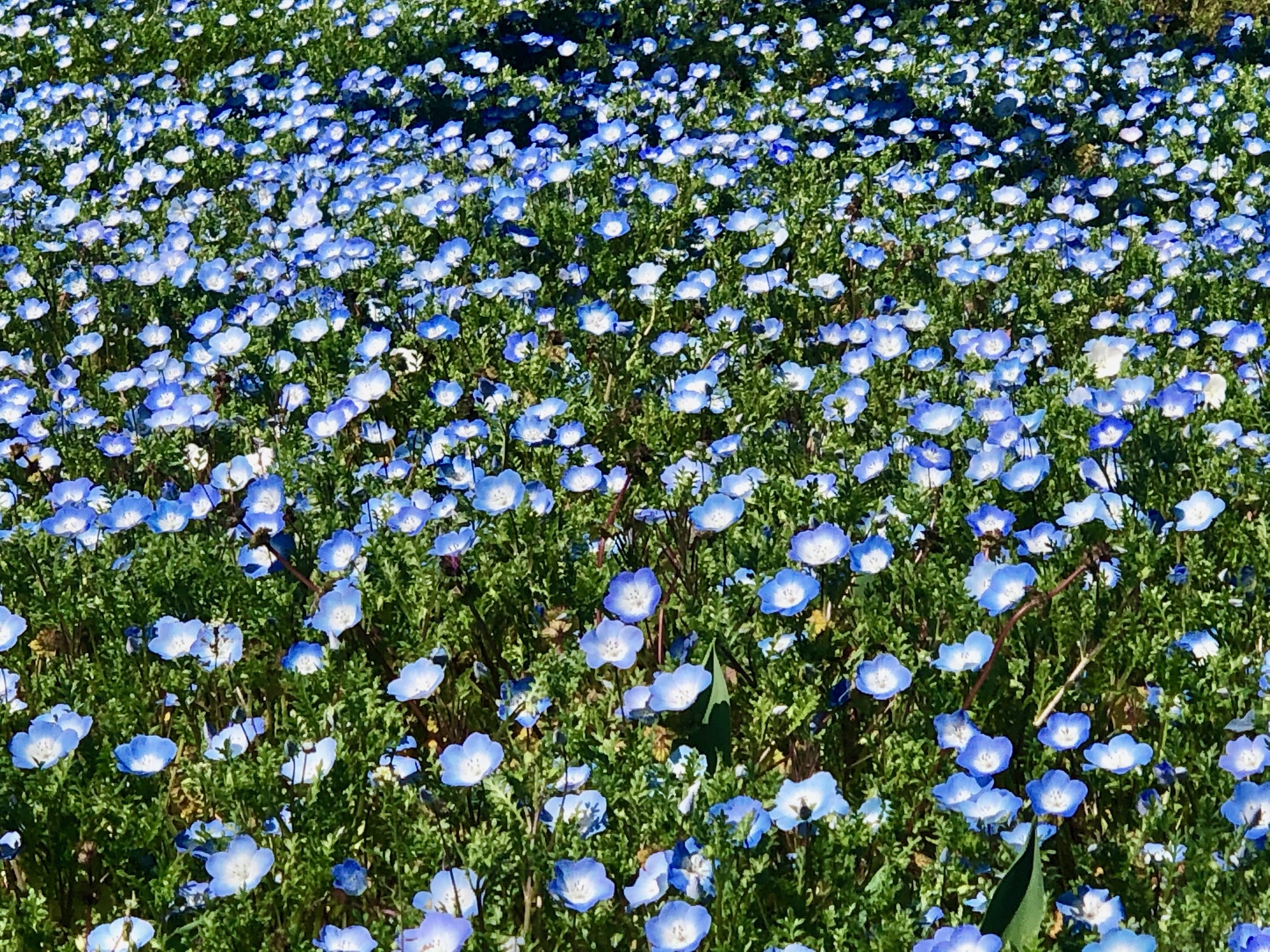 日比谷図書文化館 青くて小さなかわいい花 ネモフィラ 日比谷公園でネモフィラが咲きはじめました まるで青い絨毯のようで とても美しいです となりの花壇では チューリップが蕾をふっくらとさせています もうすぐ春満開ですね 日比谷 春