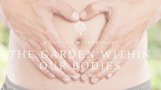 EliteSportsClub's tweet photo. Ever wonder what goes on in your gut? There's a whole subsystem in your body that you may not know about. https://t.co/2ujD1A9rP6 #microbiome #microbes #guthealth #nutrition https://t.co/VgeYOJnwnh