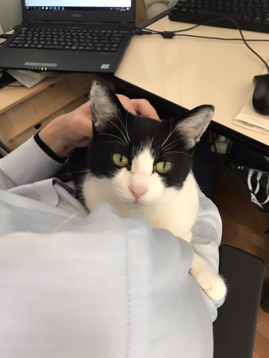 在宅勤務は休日では無い のを家族に理解させるのは大変という話があったが 猫に理解させるのは不可能に近い こんな過酷な労働環境 Togetter