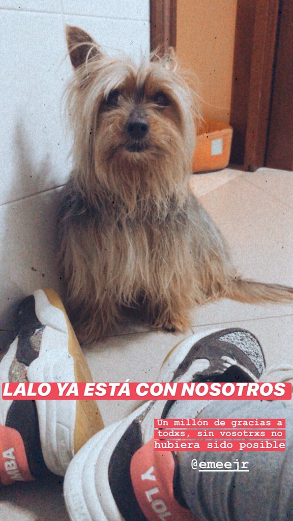 PaulaJiRo's tweet photo. Muchísimas gracias a todxs por ayudarnos. ¡Lalo ya está con nosotros en casa!

Cada día estoy más convencida de que existe gente buena en el mundo y, sobre todo, en mi pueblo.  

Gracias de corazón❤️ https://t.co/DPo8BDkLI8