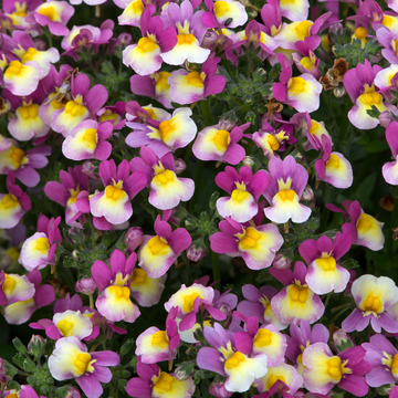 WonderPlants tweet picture
