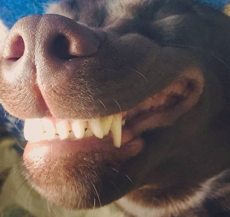 RoloWimbush's tweet photo. @benwimbushSCORD @davidredbutton @NHSEngland I'm feeling bit squiffy off my meds nn early night 4 me sorry if ive missed anything but back to cause havoc ❤🐾🐾#rolo #Rolowimbush #chocolatelabrador #chocolatelab #puppy #assistancedog In training via #dogaid for #benwimbushSCORD #tetraplegic #wheelchairuser #dogsoftwitter https://t.co/xuj5IMeMNb