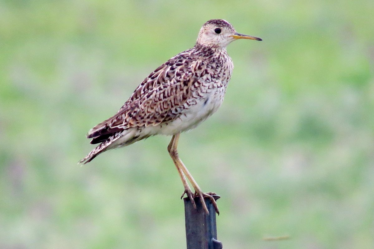 skwinnicki's tweet photo. Upland Sandpipers don't really look like they belong in the prairie but they sure do!
#PrairieBabies
#PrairieBabiesThrowback https://t.co/OwOc014hpa