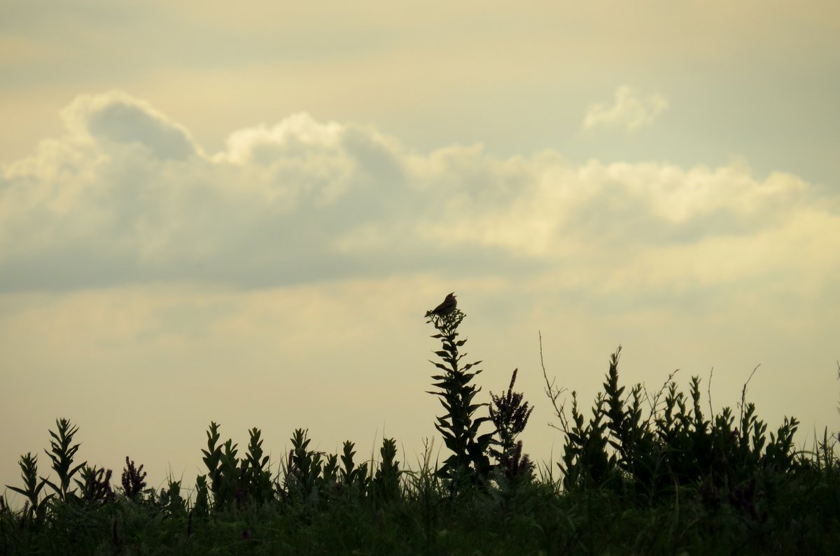 skwinnicki's tweet photo. A sunrise and a Grasshopper Sparrow (perched in the center on the tall plant)-- two of my favorite things
#PrairieBabies
#PrairieBabiesThrowback https://t.co/pW10z1tiyt