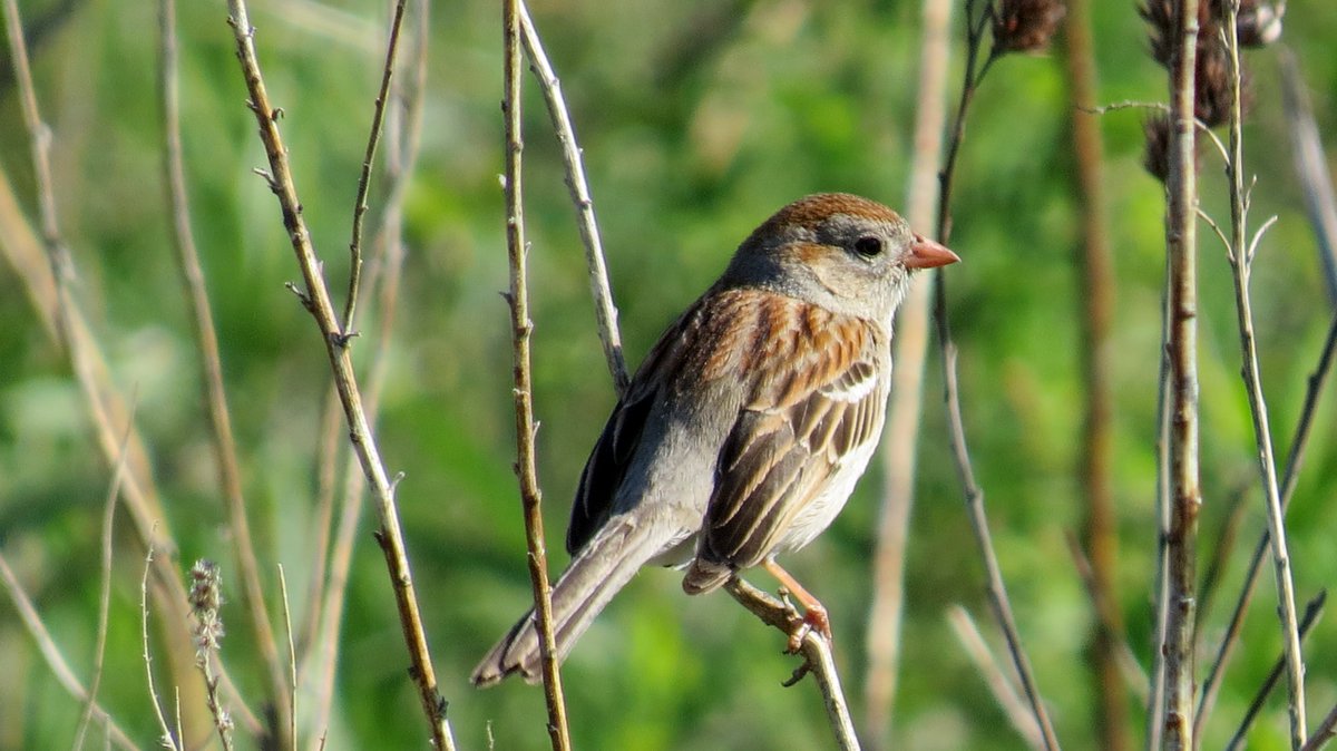 skwinnicki's tweet photo. Field Sparrows-- yet another beautiful understated resident of the tallgrass prairie. I love their song-- it sounds like a little bouncing ball!
#PrairieBabies
#PrairieBabiesThrowback https://t.co/tDEH00sBDx