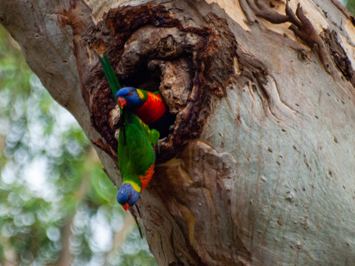 Rainbow lorikeet pair sex unknown with cage