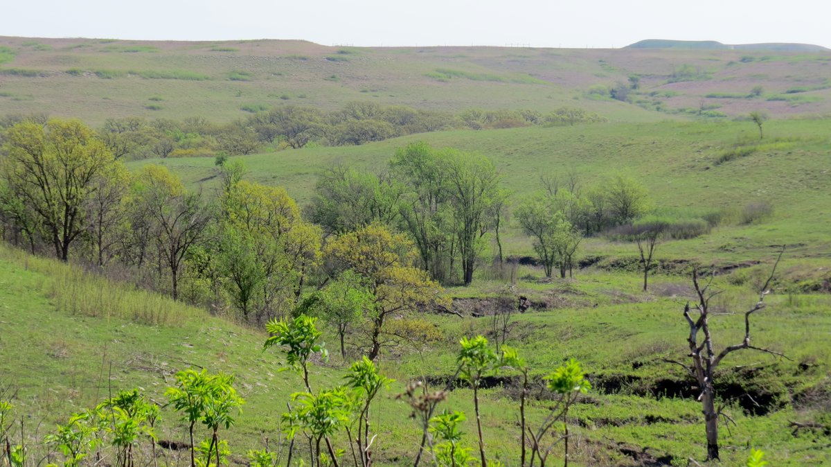 skwinnicki's tweet photo. My favorite color is the fresh green color of grass in a newly burnt prairie. We burn the prairie to maintain natural disturbance regimes. 

#PrairieBabies
#PrairieBabiesThrowback https://t.co/CXFh6nRlVe