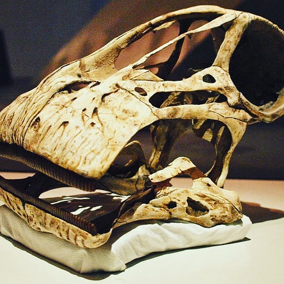 #LES_DINOSAURES DU #NIGER🇳🇪 .
#Nigersaurus est un genre éteint de dinosaures #sauropodes , #diplodocoïdes, même famille que #rebbachisauridés . Exposés au Musée National 🇳🇪
#visitniger, <a href="/TheDjingo/">Mohamed Djingo</a> , 
<a href="/Boukar227/">Amadou BOUKAR 🇳🇪✊🏾</a> , #Africa , <a href="/dueniger/">UE au Niger</a> , <a href="/melindagates/">Melinda French Gates</a> , <a href="/Obianou/">Bianou Ousmane</a> . #niamey  <a href="/abwaf55/">Wafy Abdallah</a>