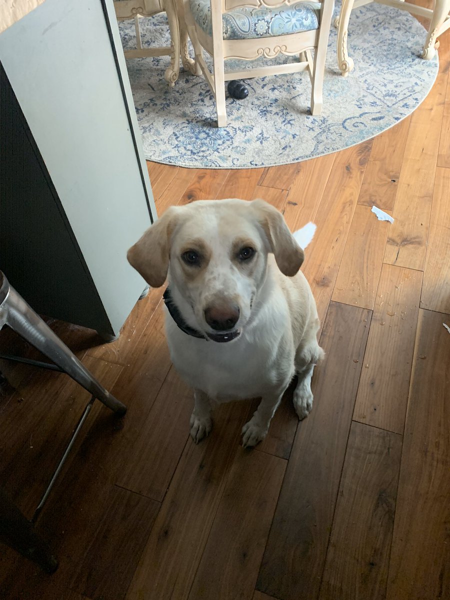 JacquelineSCoe's tweet photo. @SAU24CIA   First day of remote learning. Nala came to work with me, who came to work with you? https://t.co/u5DJp4JEku