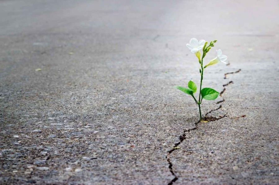 coleshillparish's tweet photo. A message from our Vicar,
Rev. Nick Parker:
Hope Springs Eternal ...
https://t.co/eqvtAvlpWo
#Coleshill
#Maxstoke https://t.co/t0JiBHQiuY