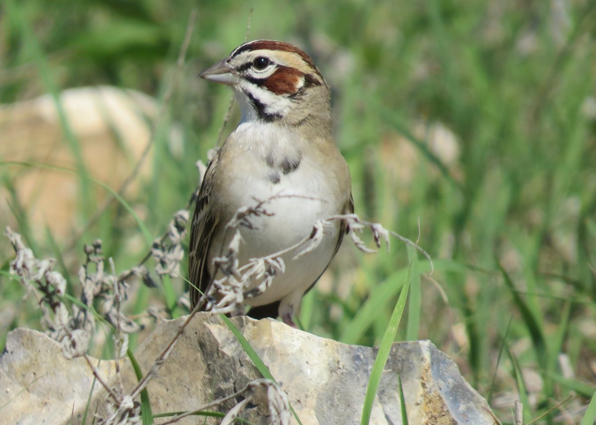 skwinnicki's tweet photo. This is my last #PrairieBabiesThrowback photo! I'll leave you with this striking Lark Sparrow, just one of the half-dozen sparrows that made my time on project #PrairieBabies so wonderful. https://t.co/KlswSgvkwK