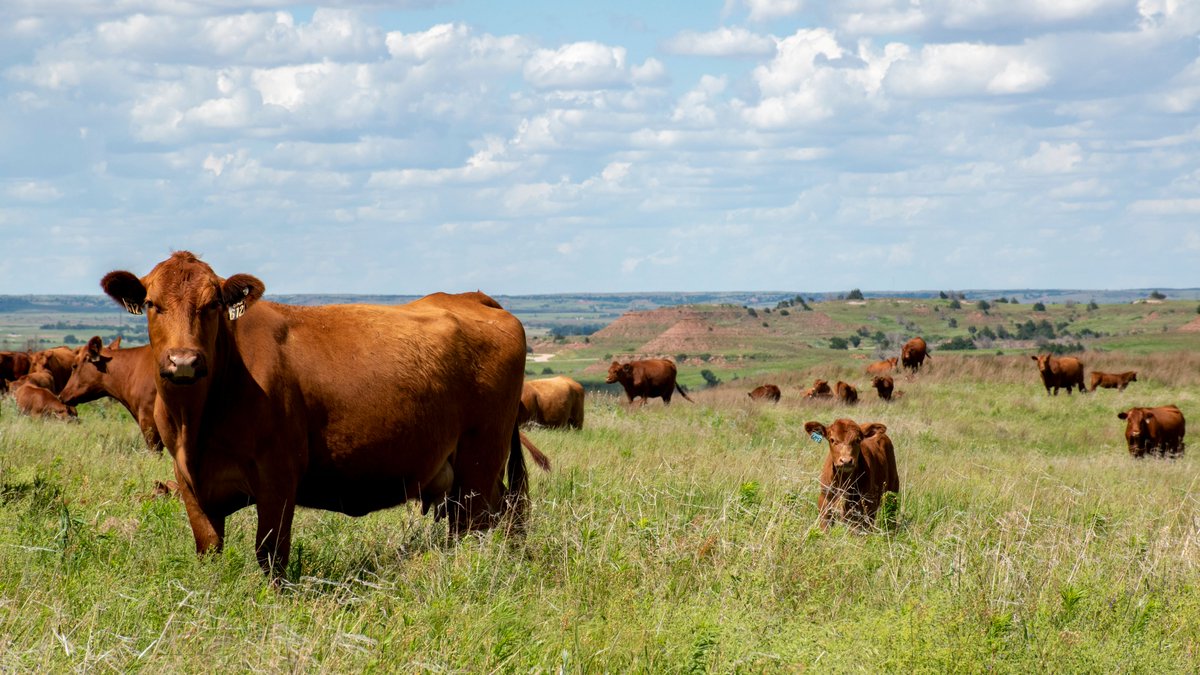 BeefUSA's tweet photo. With many sale cancellations and postponements because of the ongoing COVID-19 situation, NCBA has created a sale listing page where markets and seedstock producers can post any upcoming sales. To find a sale or advertise your own, visit the link here: https://t.co/dV2QNOa0dZ https://t.co/I1IHy9DMwP