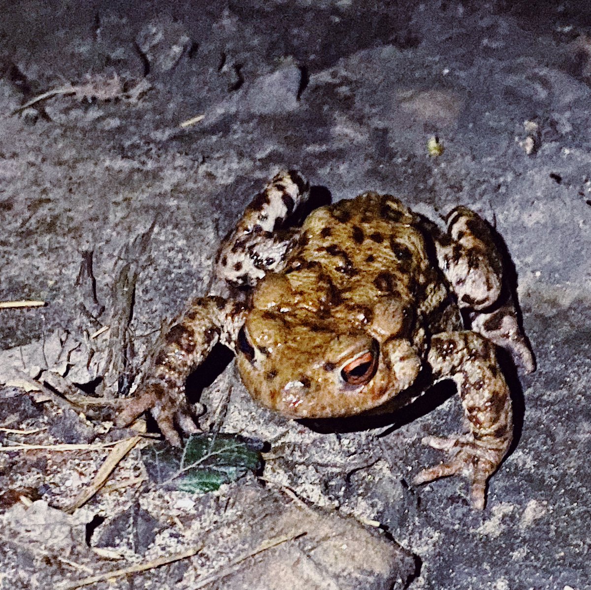 Saved this little fella from getting run over last night... I named him Fred however I’m now thinking he is more of a Tony #FredTheFrog #TonyTheToad #CrossingTheRoad #FunWithTheSmallThings