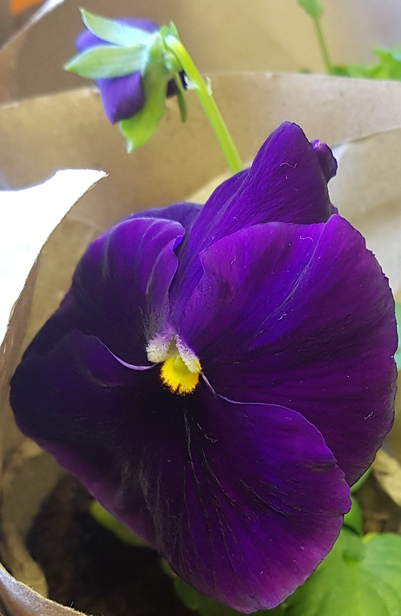 FORUMPTA's tweet photo. Many of our children have been looking forward to giving their lovely mums a gift for mother's day.  
All plants will still be given out tomorrow. If your family are self isolating, we will make plant deliveries to your doorstep!
Thank you for your support. @RedscopeSchool https://t.co/CJrBtXh54S
