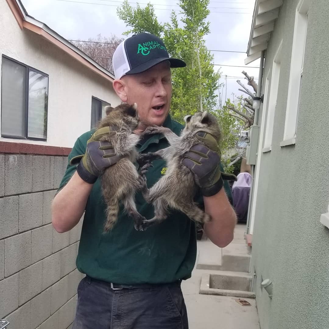 Animal Capture tweet media