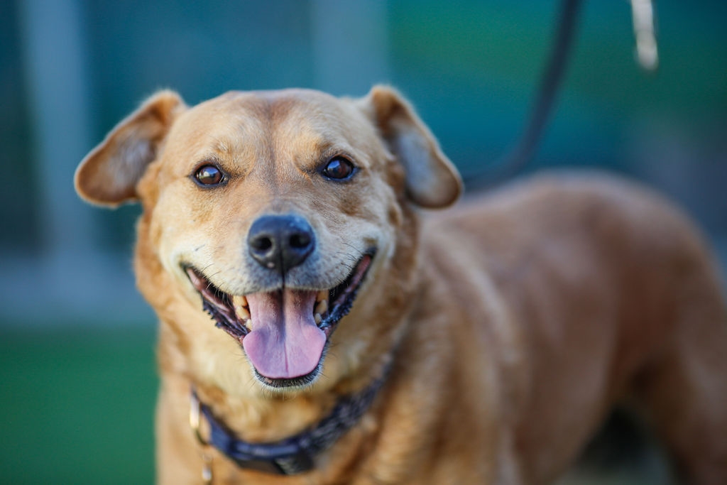 San Diego Humane Society tweet media