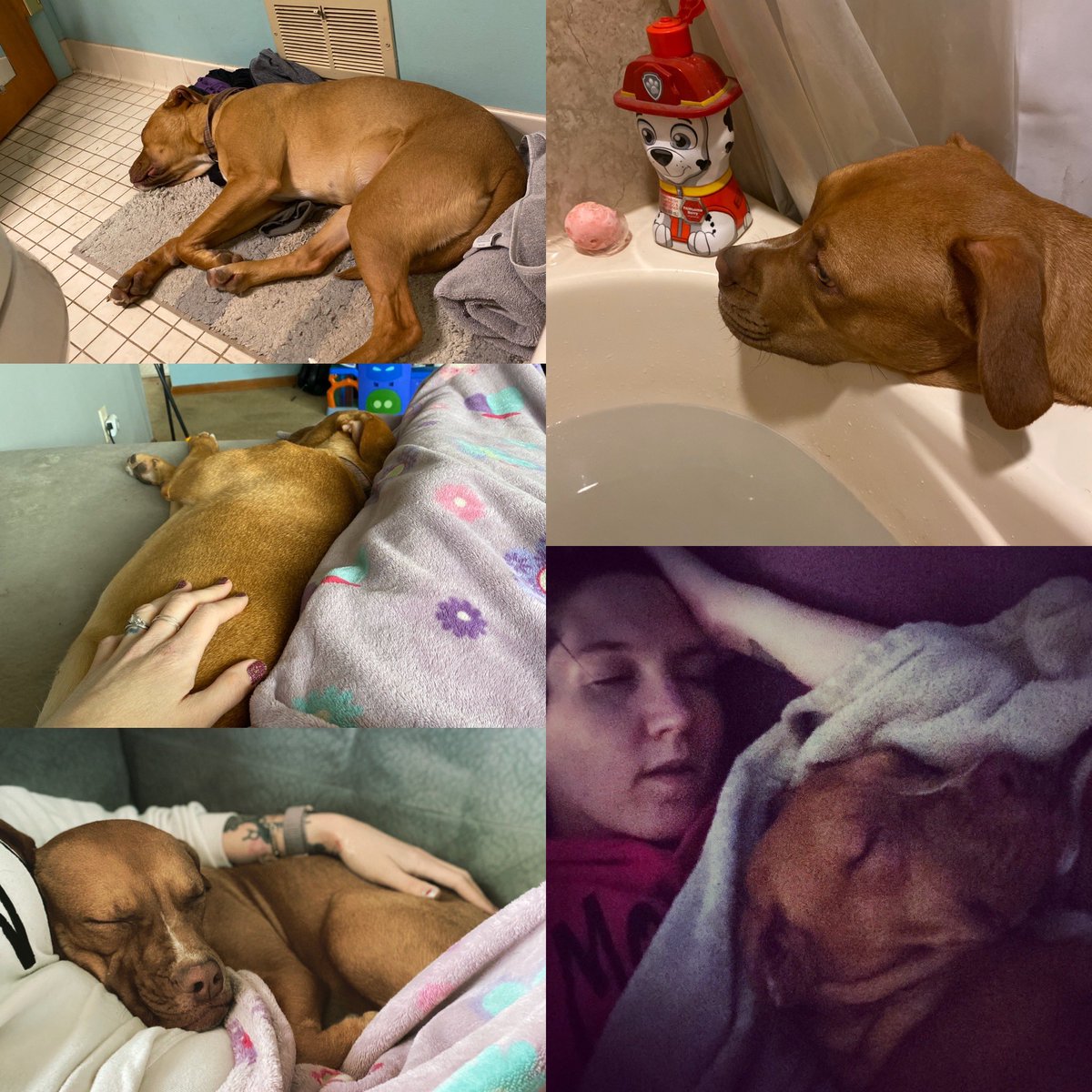 PFPMI's tweet photo. Paisley is an American Bulldog/boxer mix. She was born in Nov of 2018 and loves to play. She would do best as an only dog or possibly a submissive male. She loves to cuddle up and snuggle on the couch and would do best with older kids. 
https://t.co/GCIIkZh8Mj https://t.co/5NlqEtT8Jb