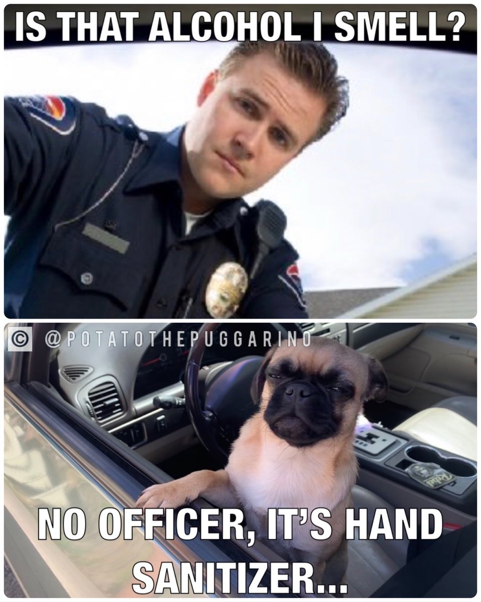 PotatoThePugg's tweet photo. 🤣🤣🤷🏻‍♀️
#potatothepuggarino #coronavirus #yourewelcome https://t.co/F1iy7Q5B5j