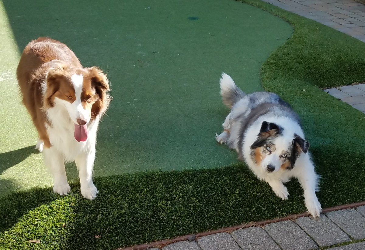 KimLavine's tweet image. #dogs
#justdogs
#australianshepherd dogs
Dogs