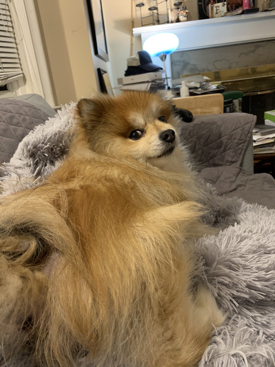 FierceOkatu's tweet photo. Here is my dog #HugoThePom slowly sliding down his pillow/blanket nest but refusing to move because he’s too comfy. He’s giving me that dirty look because I started singing “defying gravity” from #Wicked to him. https://t.co/l7Lj1r8a3x