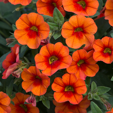 WonderPlants tweet picture