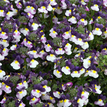 WonderPlants tweet picture