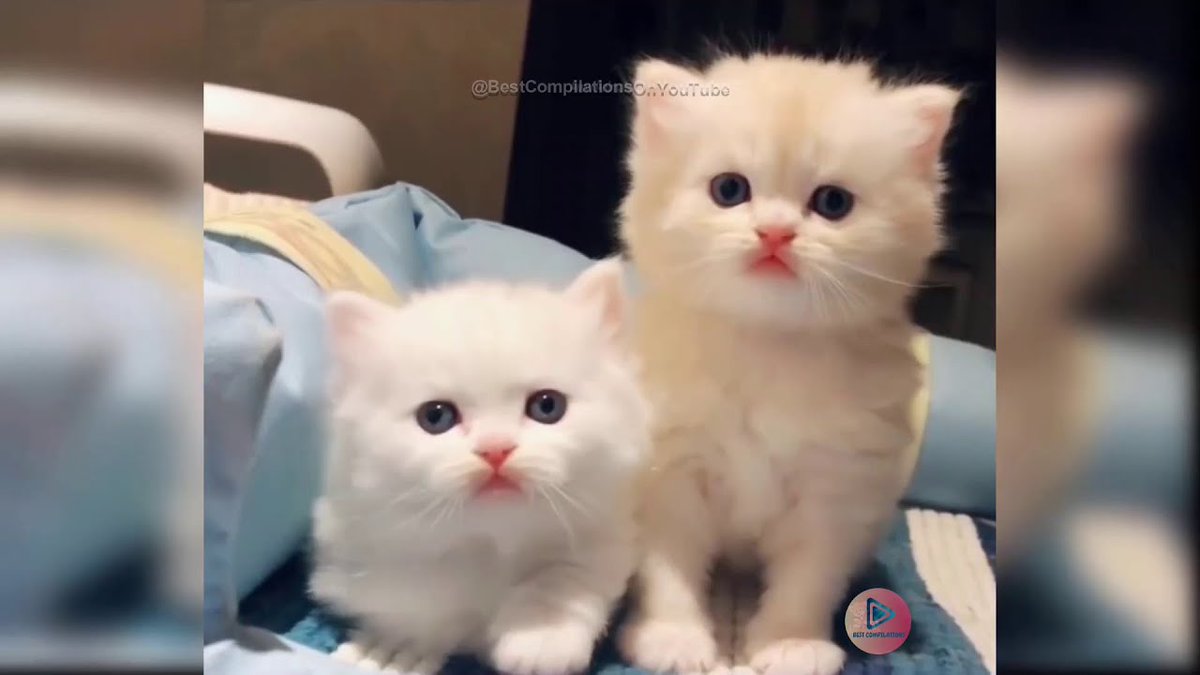 MeowMoeDotCom's tweet photo. Cute Cats and Kittens Doing ...
 
#Cats #Cat #Kittens #Kitten #Kitty #Pets #Pet #Meow #Moe #CuteCats #CuteCat #CuteKittens #CuteKitten #MeowMoe
 
#AnimalsFails #BestCompilations #BestCompilationsOnYoutube #CatsDoingFunnyThings
 
https://t.co/wxRo3ZBT46
 
. https://t.co/VMUZlM94EA