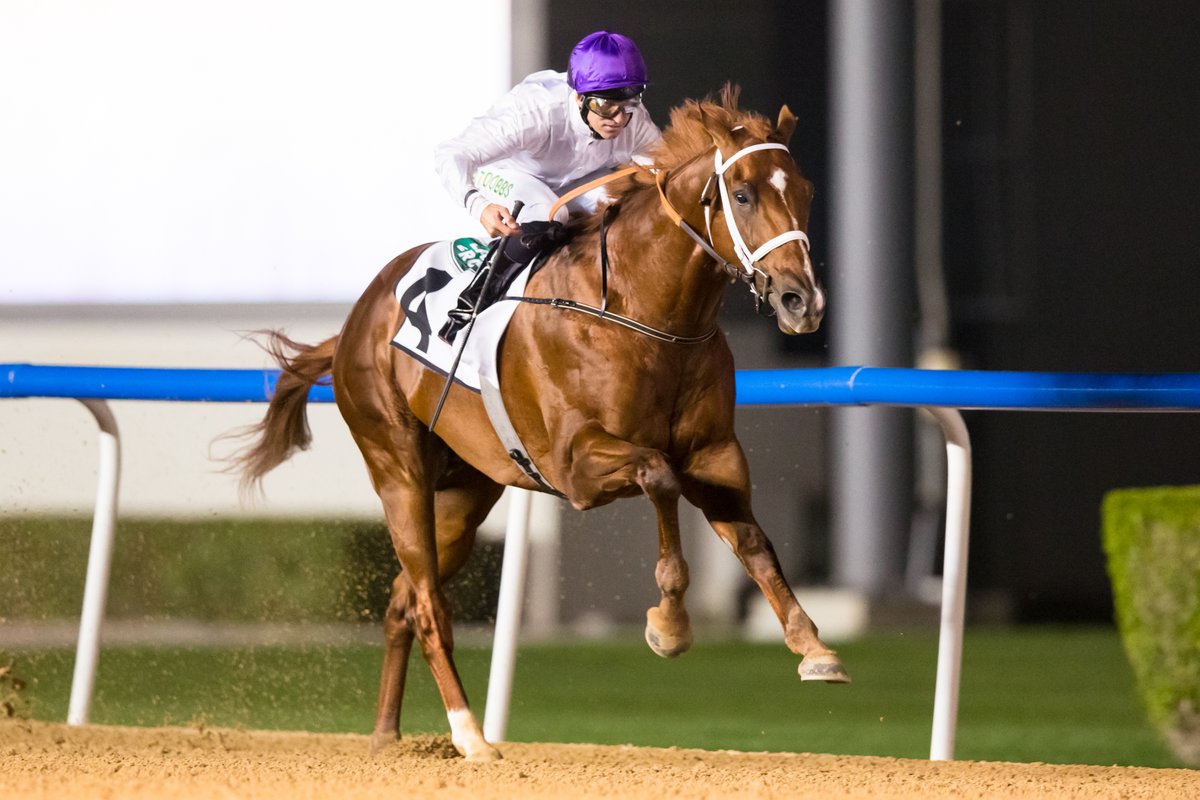 RacingDubai's tweet photo. #DWCnotes | March 19 2020
🔘CLASSIC WINNER SIR WINSTON LEADS 10 ARRIVING AMERICANS
🔘MIDNIGHT SANDS CONTINUES TO THRIVE FOR GODOLPHIN MILE
🔘CHRYSOBERYL TOPS JAPAN’S DWC QUARTET
📖https://t.co/KXaoem2yCd
#DubaiWorldCup https://t.co/nW36Ndyb6B