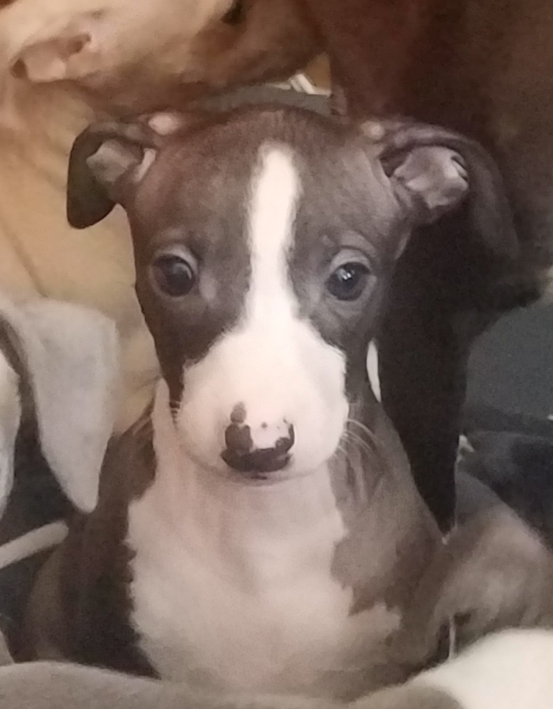 McShaneSusan2's tweet photo. Teal at 6 weeks!!!! https://t.co/71rxehTKKh