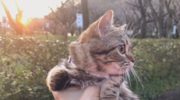 ymofan's tweet photo. #猫好きな人と繋がりたい 
#ネコ好き 
#写真好きな人と繋がりたい 

#ウチのネコが神選手権 

【朝☀️大好き猫】
「今日も良い日になるよん❣️

『ってか、初めて外に出してもらってるやん
(^◇^;)ぷりんせ

    ^  ^
(◉◉=)「そう❗️僕こそが外にも出してもらえる完全家ネコ‼︎
朝 大好きネコの神だっ! https://t.co/ucRPdLYmJU